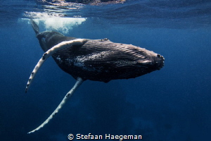 Humpback whale @ Silverbank by Stefaan Haegeman 